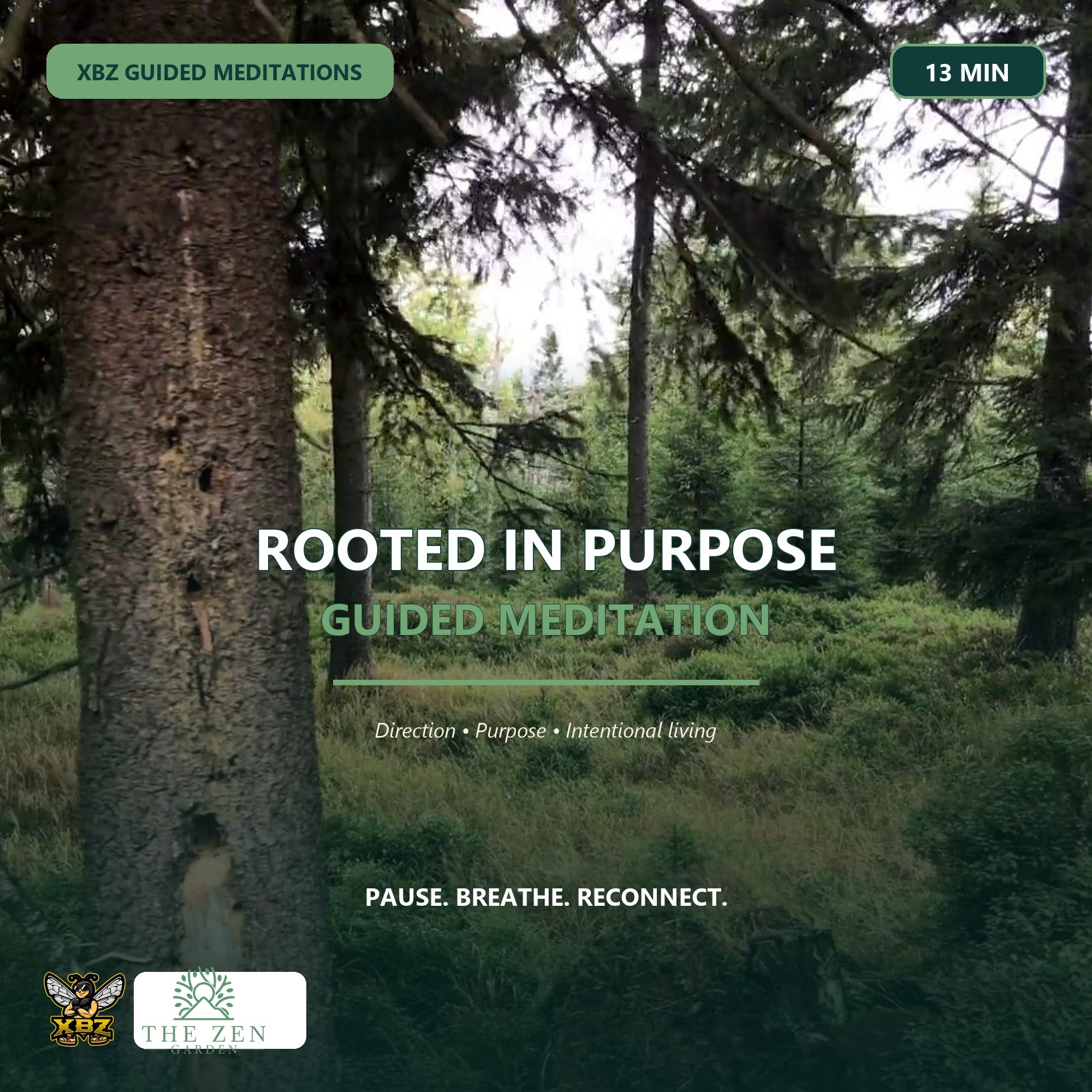 Strong tree with visible roots representing purpose, direction and intentional living.
