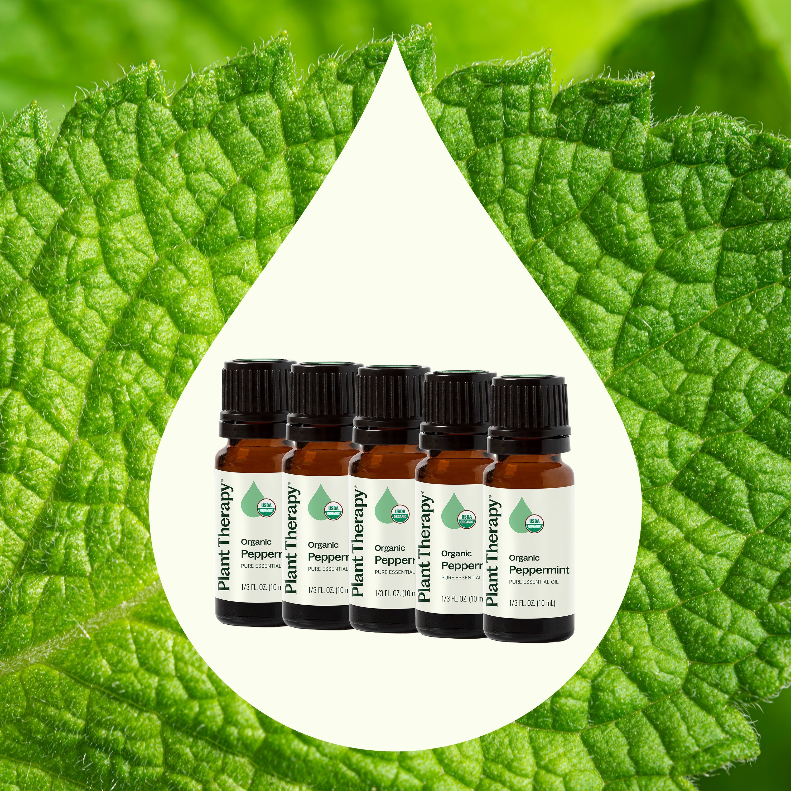 Organic Peppermint 5-Pack